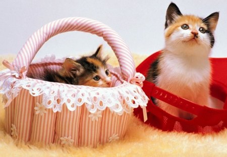 KITTY CUTENESS - tortoiseshell, baskets, kittens, hats, pets, calico, caps, pink, red, cats, lace