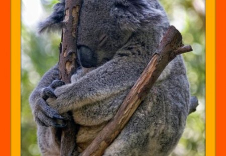 HAVE YOU EVER BEEN THIS TIRED #10 - cute, koala, tired, tree