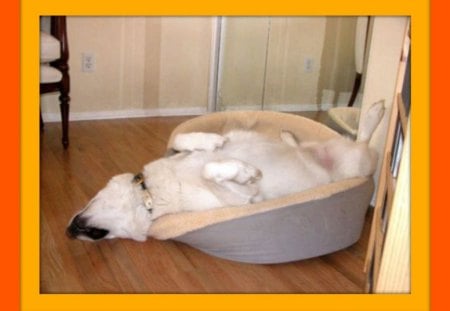 HAVE YOU EVER BEEN THIS TIRED #6 - cute, dog, bed, tired