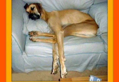 HAVE YOU EVER BEEN THIS TIRED #4 - chair, cute, tired, dog