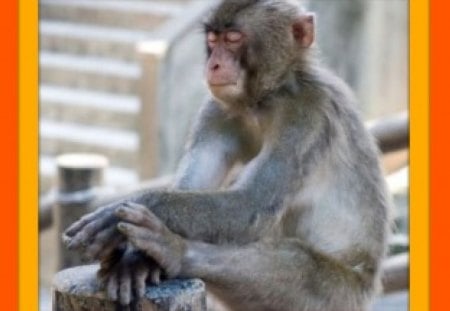 HAVE YOU EVER BEEN THIS TIRED #3 - sitting, monkey, cute, tired