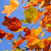 Autumn Colorful Leaves