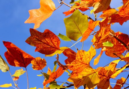 Autumn Colorful Leaves - sky, leaves, colorful, autumn