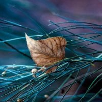 Dry Leaf Art