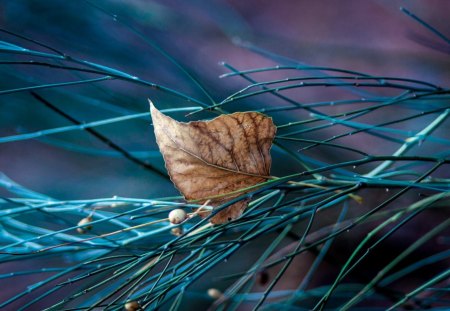 Dry Leaf Art - fall, dry, art, leaf