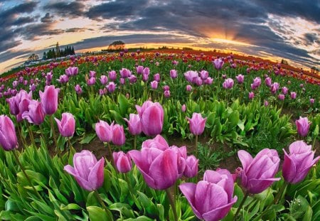 Floral world - summer, amazing, grass, meadow, light, pink, flowers, field, round, nice, sky, clouds, delicate, beautiful, lovely, harmony, glow, tulips, nature, world, rays, floral, shine