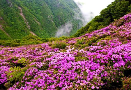 Mountain flowers - summer, beautiful, harmony, fresh, nature, mist, mountain, lo9vely, pink, greenery, pretty, flowers, peaks, freshness, refreshing, nice, clouds, slopes, green