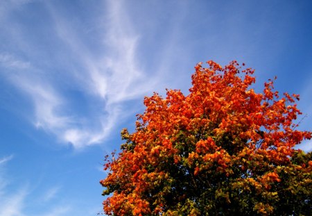 vivid - colorful, variegated, maple, sky