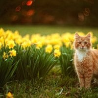 Cat among a yellow field