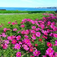 Coastal flowers