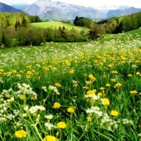 Lovely mountain meadow