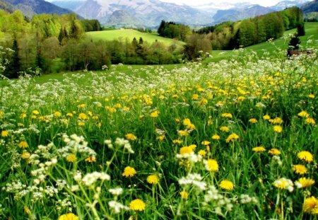 Lovely mountain meadow - summer, beautiful, grass, fresh, field, floral, nature, mountain, greenery, meadow, pretty, beauty, flowers, sky, freshness, refreshing, nice, lovely, trees, green