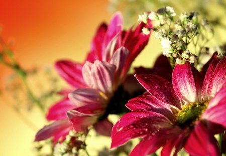 RED GERBERA - flower, water, flowers, red gerbera, water drops, purlple, leaf, daisies, romantic, green