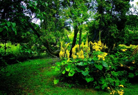 FOREST BLOSSOMS - forest, yellow flowers, summer, green