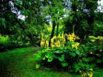 FOREST BLOSSOMS