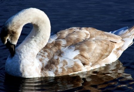 *** A young swan *** - labedz, mlody, zwierzeta, ptaki