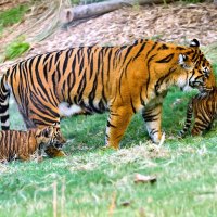 *** Two Tigers Mother ***