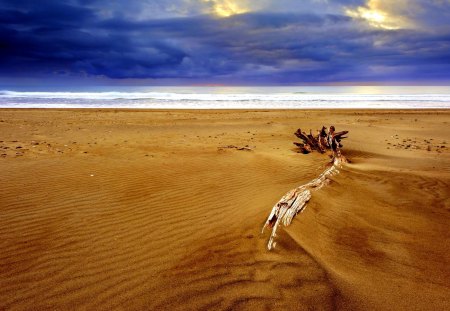 BEACH - nature, beach, log, landscape, sea, night