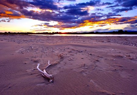 SUNSET HORIZON - landscape, beach, sunset, sea, log, nature