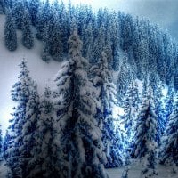 White Snow Blanket over Mountain of Trees