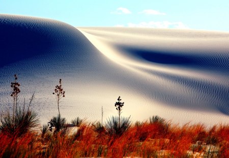 SAND DUNES - flowers, dunes, sand, nature