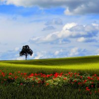 POPPY FIELD