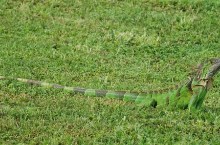 *** Iguana *** - gad, zielony, jaszczur, iguana