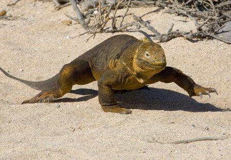 *** Galapagos Iguana ***