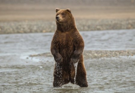 *** Grizzly Bear *** - zwierzeta, niedzwiedzie, brunatny, woda