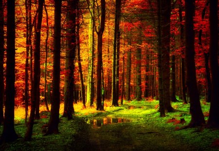 AUTUMN FOREST