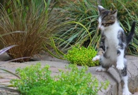 cat - beauty, cat face, animals, eyes, paws, face, pretty, cat eyes, cute, love, adorable, cat, lovely, vase, beautiful, cats, sweet, flowers