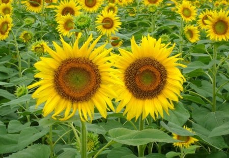 *** Sunflowers*** - lodyzki, slonecznika, natura, kwiaty