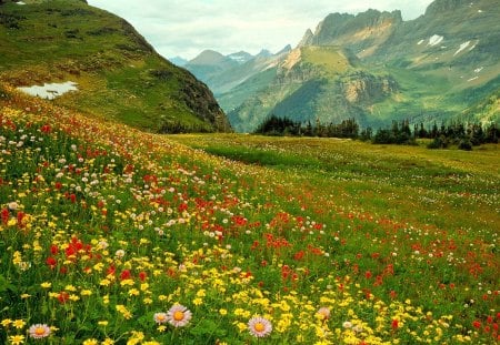 ALPINE WILD FLOWERS