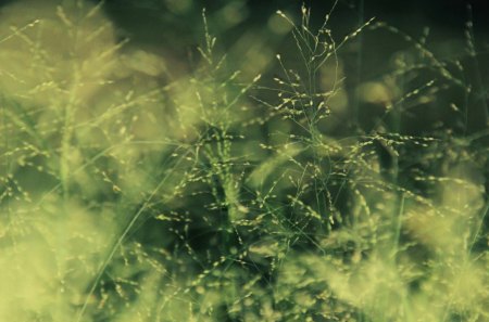 Grass abstract - summer, wallpaper, spring, nature, hd, abstract, green, grass