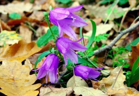 CYCLE OF LIFE - autumn, blooms, bells, growth, spring, purple, fall, blue, seasons, leaves, flowers