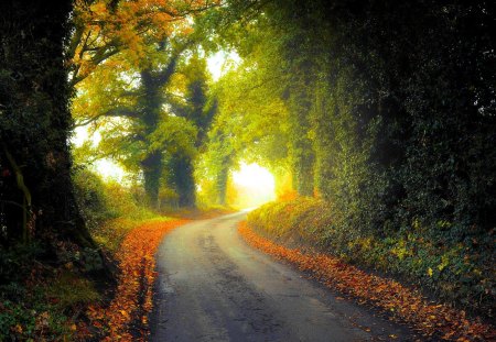 COUNTRY LANE in AUTUMN - unpaved road, woodland, road, landscape, scenic, beauty, morning, forest, tree, countryside, autumn, mist, rural road, seasons, eerie