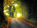 COUNTRY LANE in AUTUMN