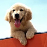 GOLDEN LABRADOR PUPPY