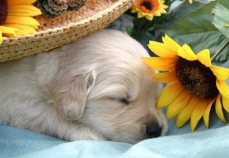 Sunflower Love - sunflower, puppy, yellow, animals