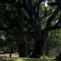 Giant Spider Trees