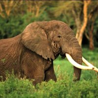 OLD TUSKER