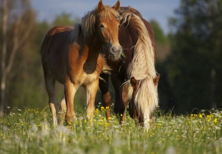 OUT TO PASTURE - fields, horses, freedom, flowers, ponies, moms and kids