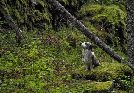 *** Lonely dog in the Forest ...*** - las, drzewa, pies, zwierze