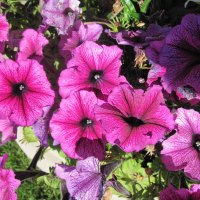 Purple Petunias in October