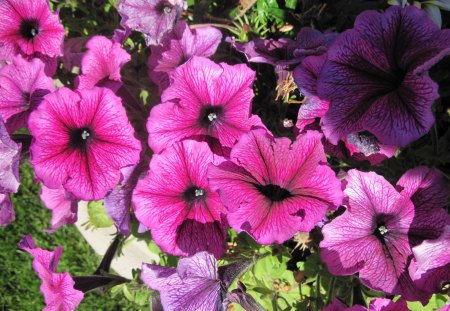 Purple Petunias in October - flowers, petunias, purple, green