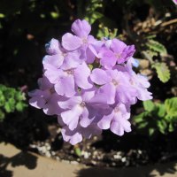 Pink flowers in October garden