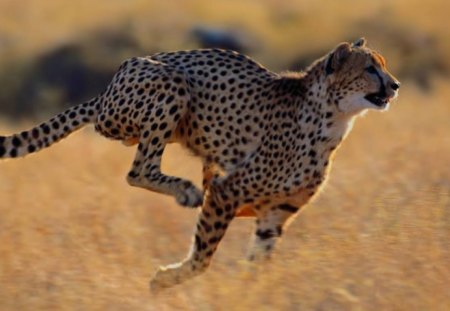 The Speedster - cheetah, animal, running, grass