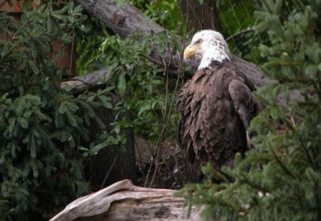 The Eagle - animal, eagle, trees, bird