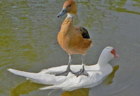 Taxi Ride - nature, ducks, animals, water, other