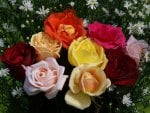 Roses Of Many Colors